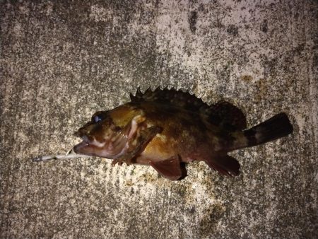 アジングでガシラ